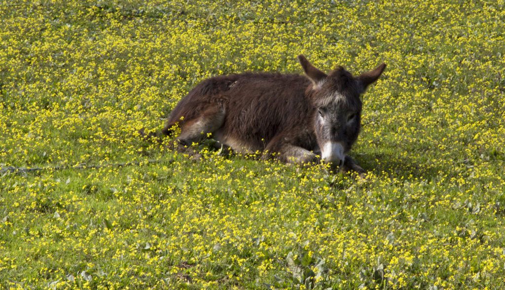 A cute donkey lies in a field of yellow flowers.