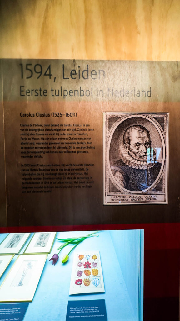 The history of Dutch tulips at the Zwarte Tulp Museum in Lisse, the Netherlands.