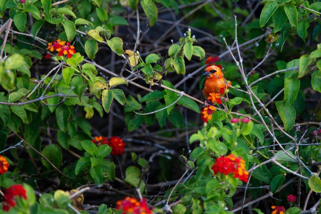 A beautiful red bird in a red berry bush.