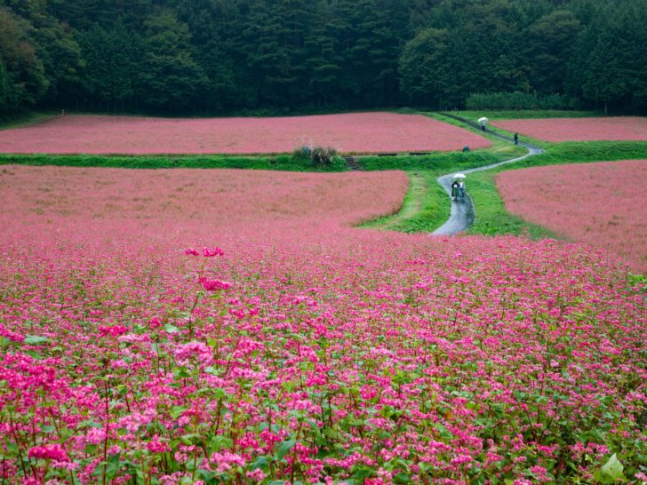 Red Buckwheat fields in Japan.