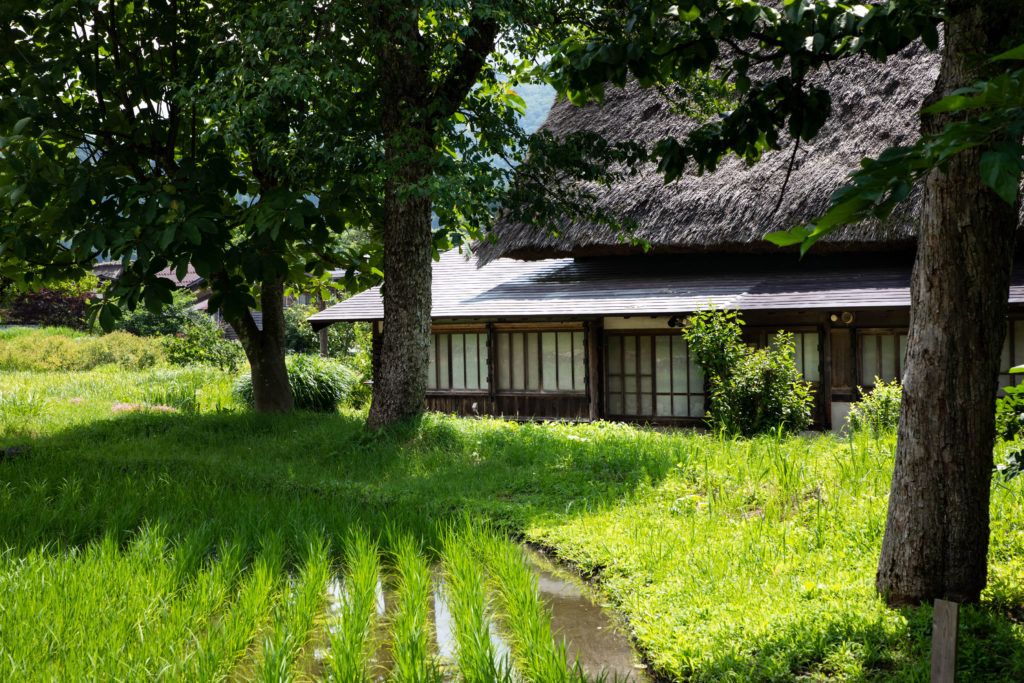 A green rice paddy is part of the traditional gassho-zukuri house.