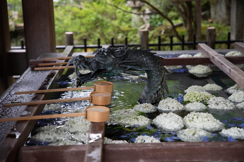 Hydrangea flowers float in the washing station in a Takayama temple.