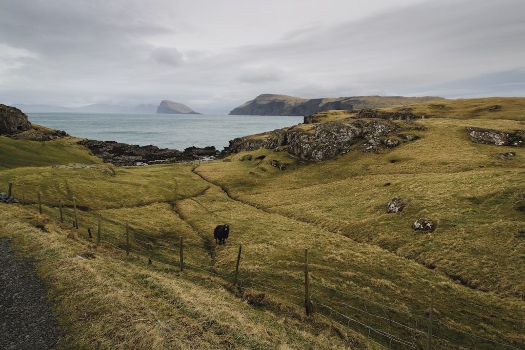 Sheep, water, coast, Faroe Island.