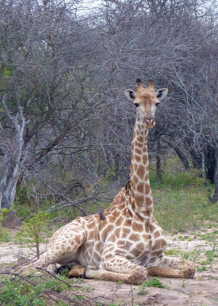 A female giraffe is calmly laying down near Thornybush lodge while oxpecker birds clean away ticks.