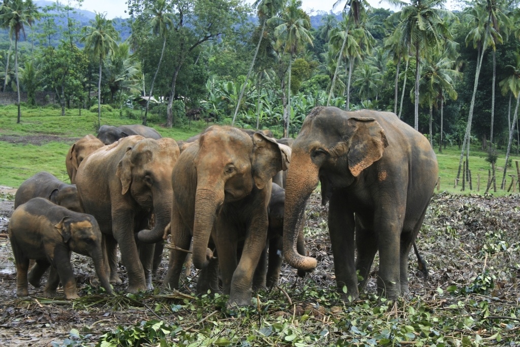 Elephant Orphanage in Sri Lanka.