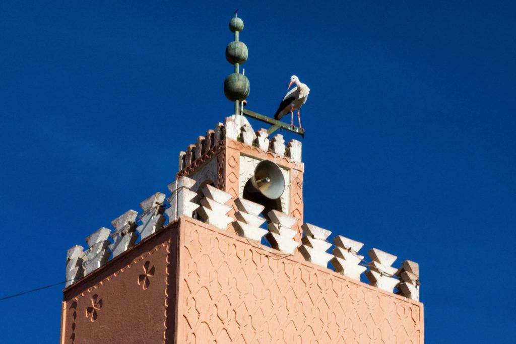 A stork standing on the top of the Minaret at the Koutoubia Mosque in Marrakech.