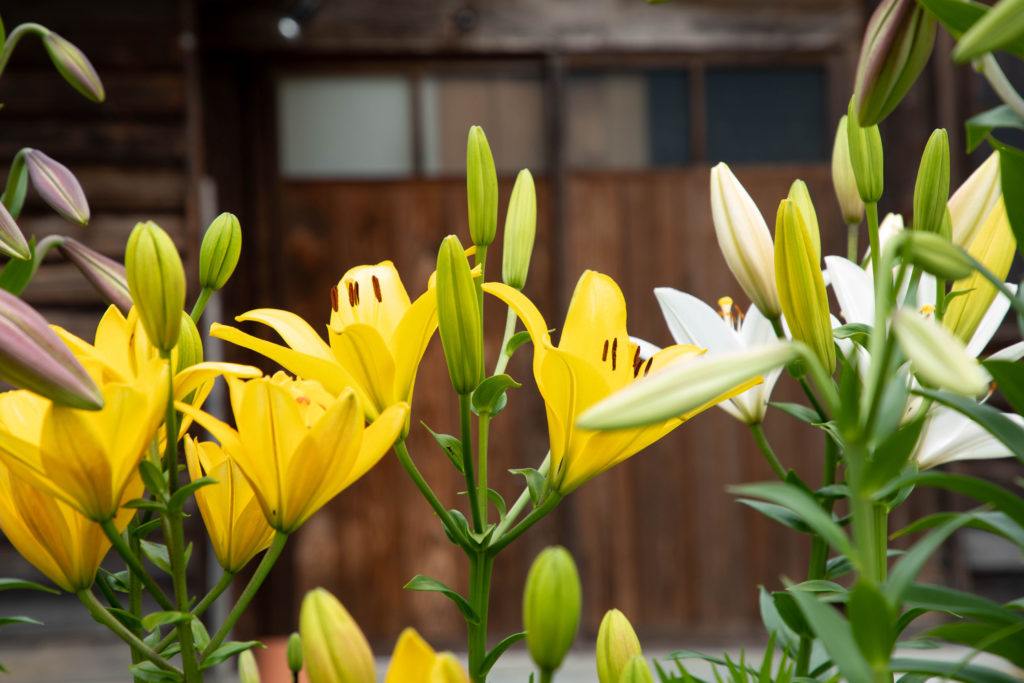 Beautiful flowers in Shirakawago.