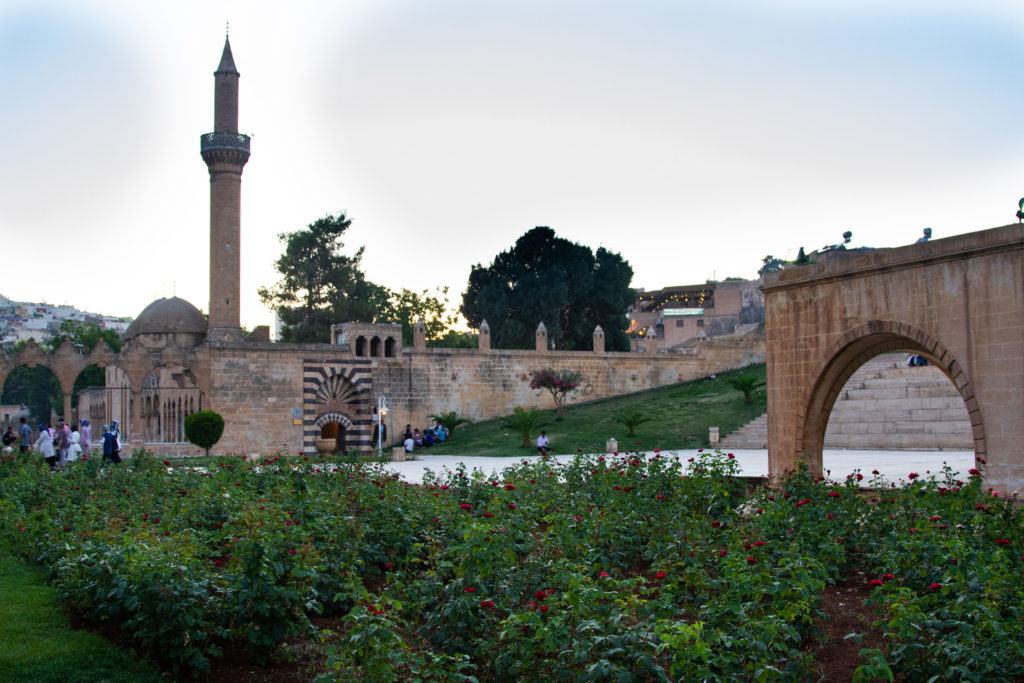 Roses in front of the mosque.