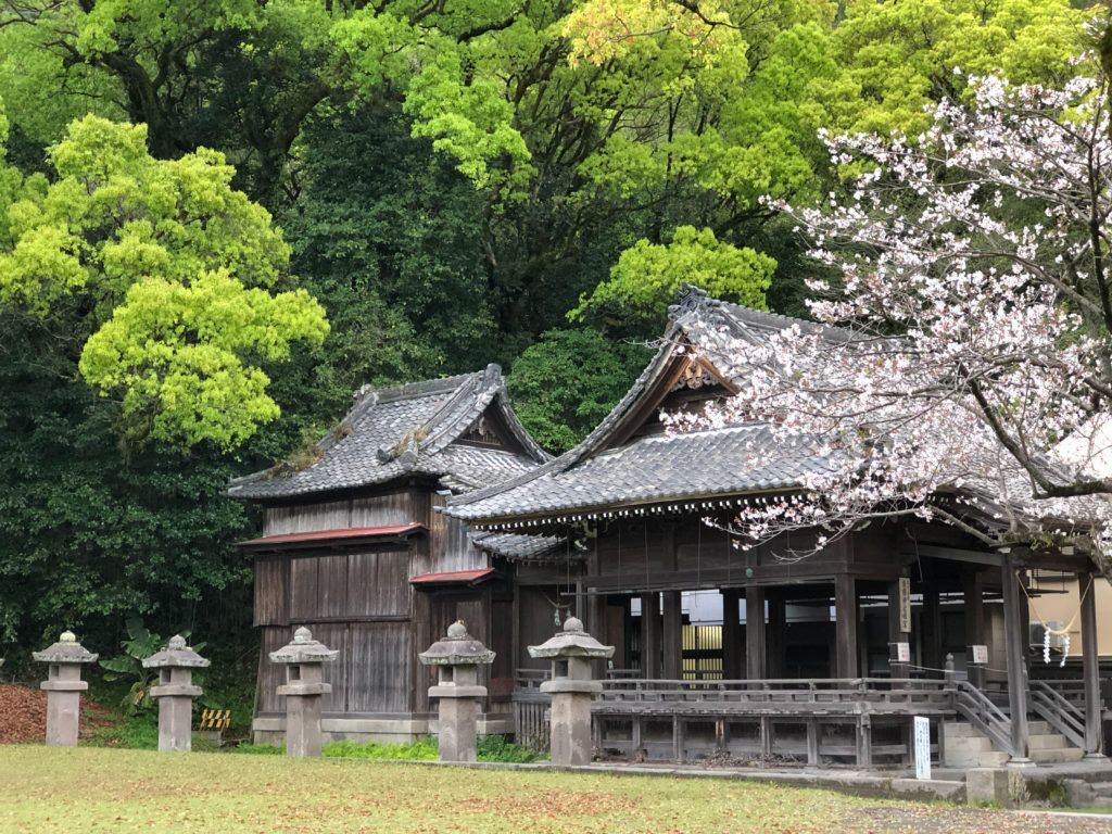 Kagoshima is one of the first places in Japan for cherry blossoms, and these are just beginning to bloom at the end of February.
