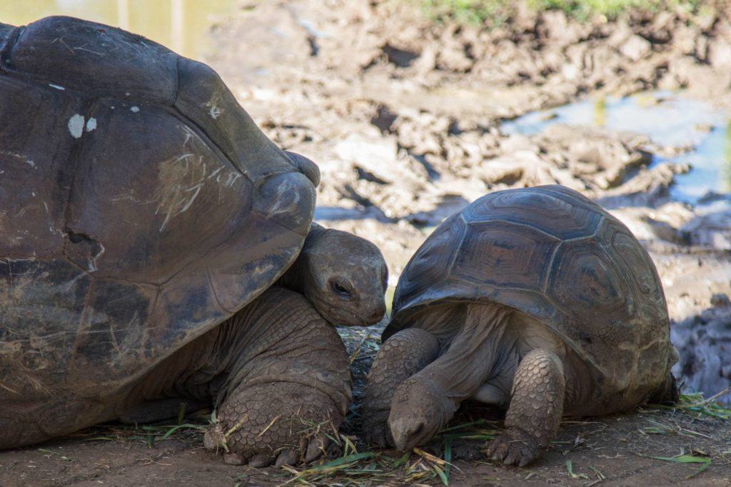 Giant land tortoises can be found all over the island protected in enclosures.