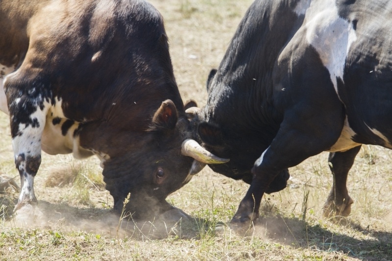 Bullfighting Oil Wrestling