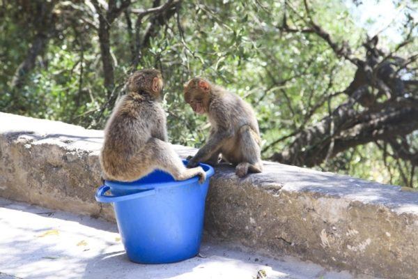 Two young apes sit on the defensive wall on the rock of Gibraltar.