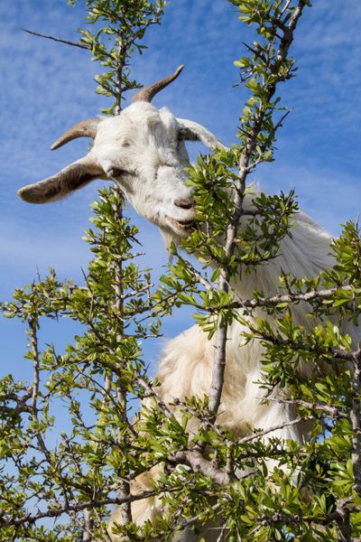 Enroute from Marrakesh to Essaouira, don’t miss the amazing tree-climbing goats in Argan trees eating nuts.