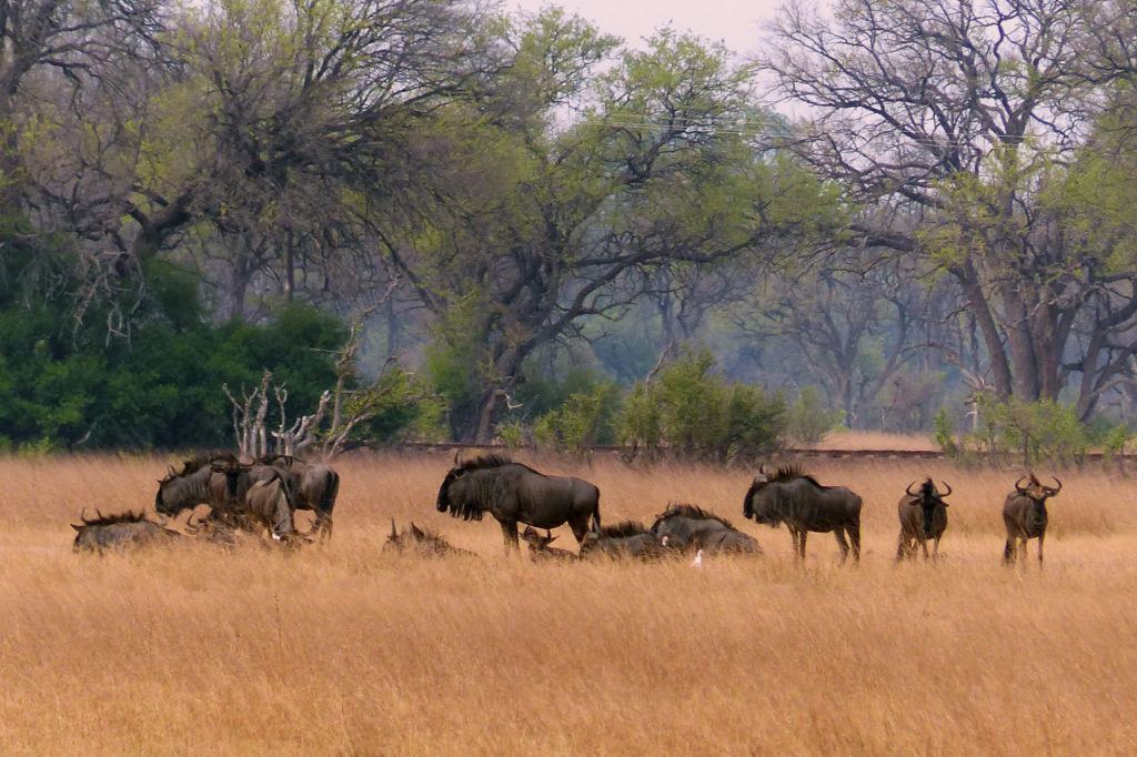 A group of Wildebeests lounging near the railroad tracks as our train passed by.