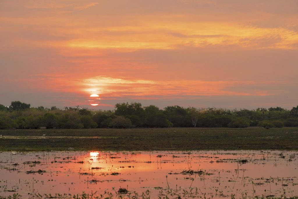 As the sun set on Yellow Water Billabong, the sky and water both turn shades of pink and yellow.