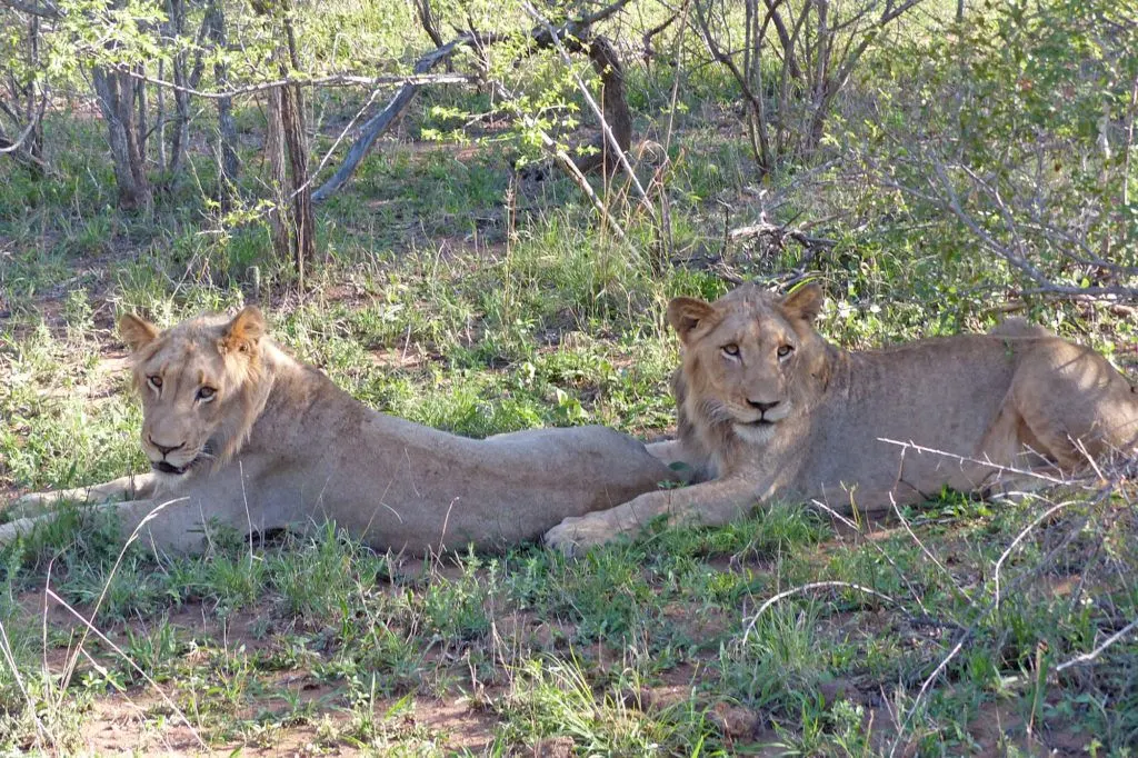 A pair of young lion brothers playing in the grass offer us tourists a great African wildlife safari experience.