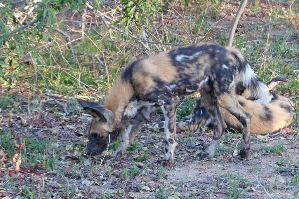 Wild dogs, like this young one at Thornybush, have striking calico-like coloration with black, tan and white spots and patches.