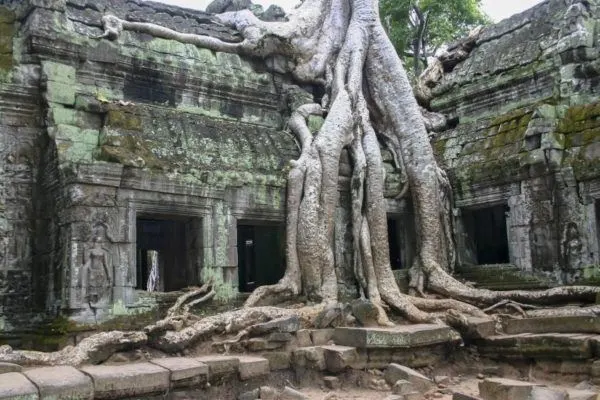 Massive tree roots spreading over a temple in Anglor Wat.