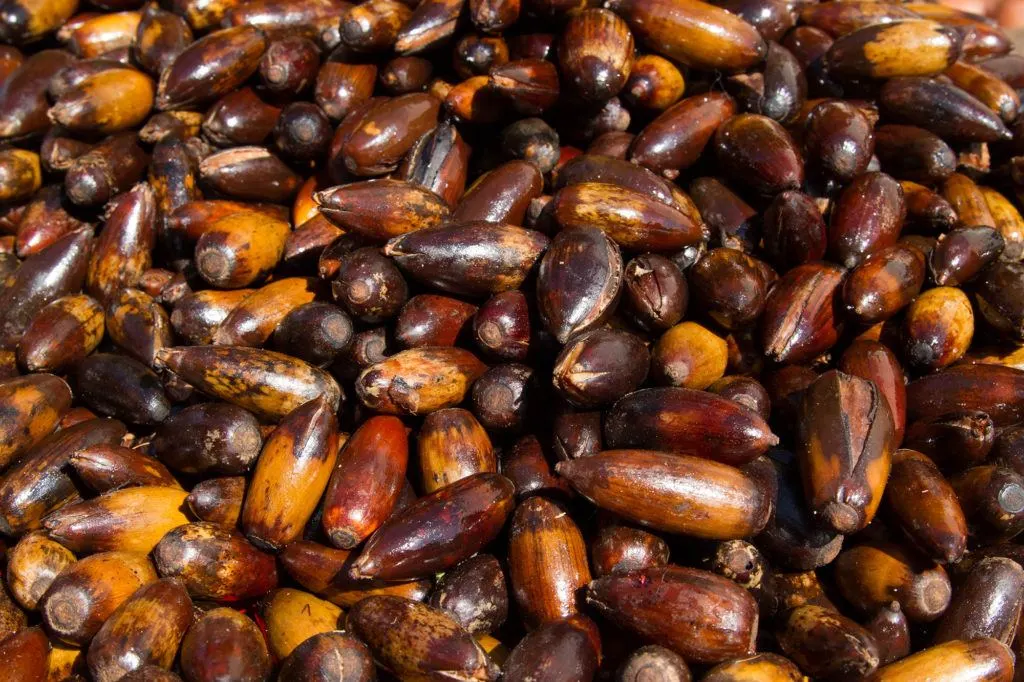 A pile of Argan nuts, which are prized for their oil and are the favorite food of local goats.