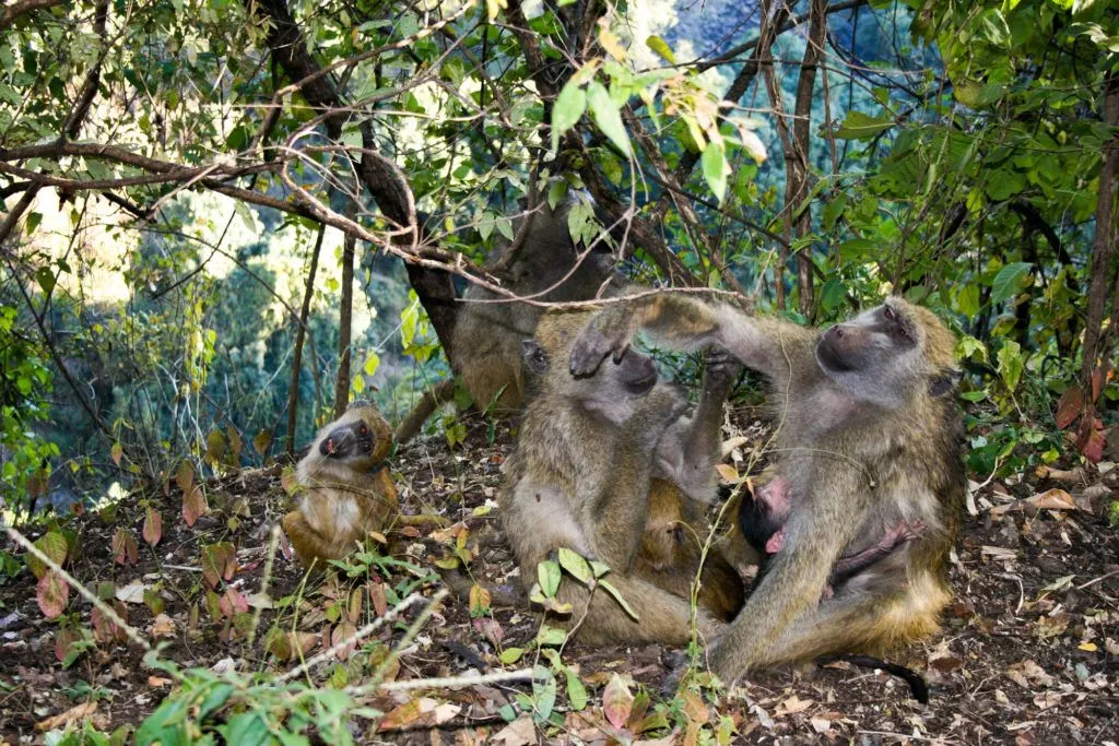 Baboons at Victoria Falls grooming themselves while a baby clings to its mother.