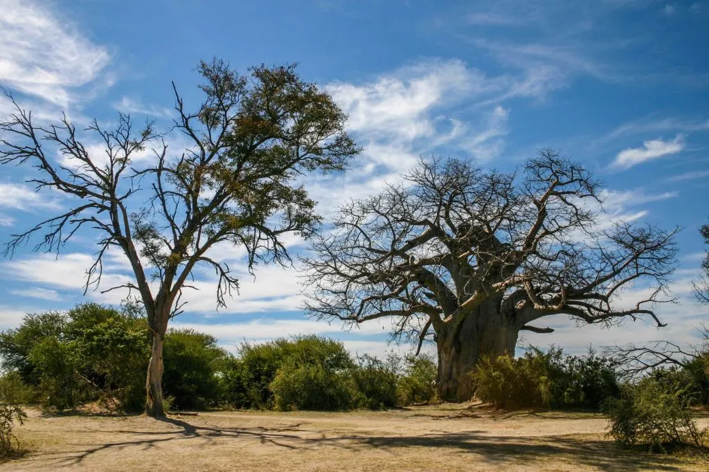 Two Baobab Trees in Botswana, Africa.