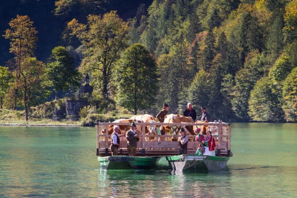 A boat with cattle riding along an alpine lake in Bavaria. 