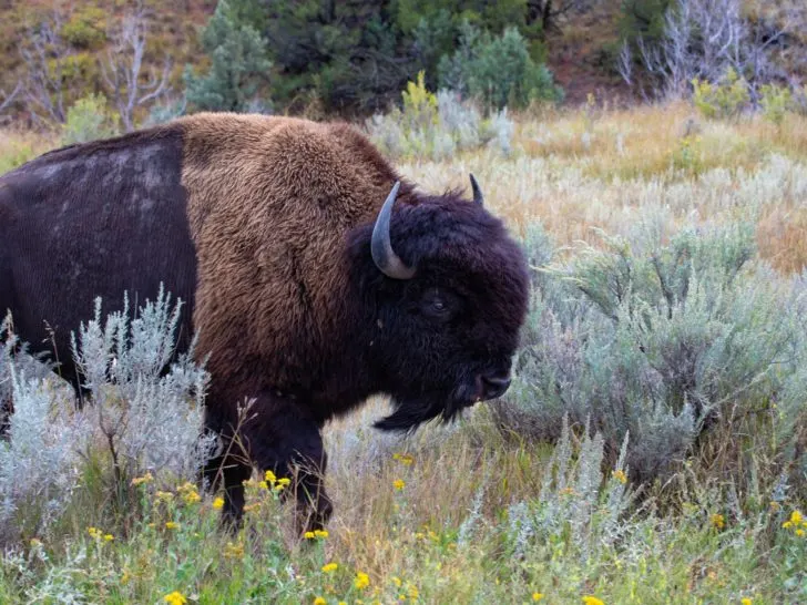 Bison. One of the many types of wildlife you can see in North Dakota.