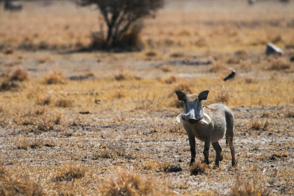 An African warthog seen in Chobe National Park.