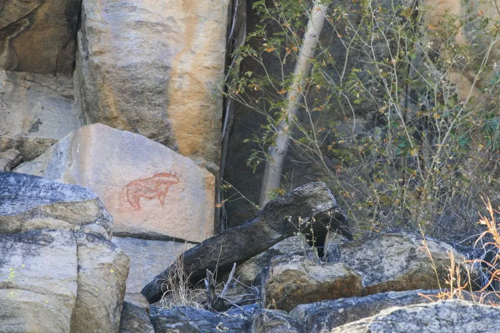 Rock painting of Cape Buffalo drawn in red pigment at Tsodilo Hills World Heritage Site.