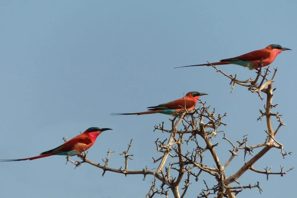 Three carmine bee-eaters in a tree in Chobe National Park, Botswana.
