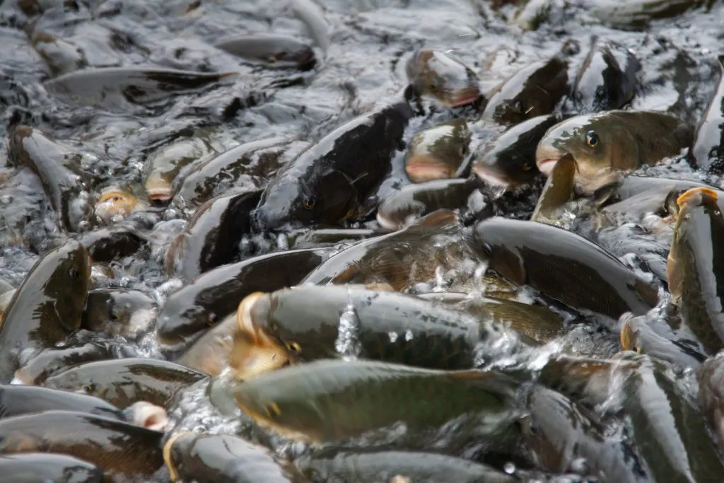 The carp waiting to be fed at Balikligol.