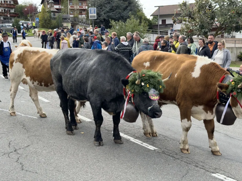 Beautifully decorated cows are the stars of this festival we found on our Dolomite road trip.