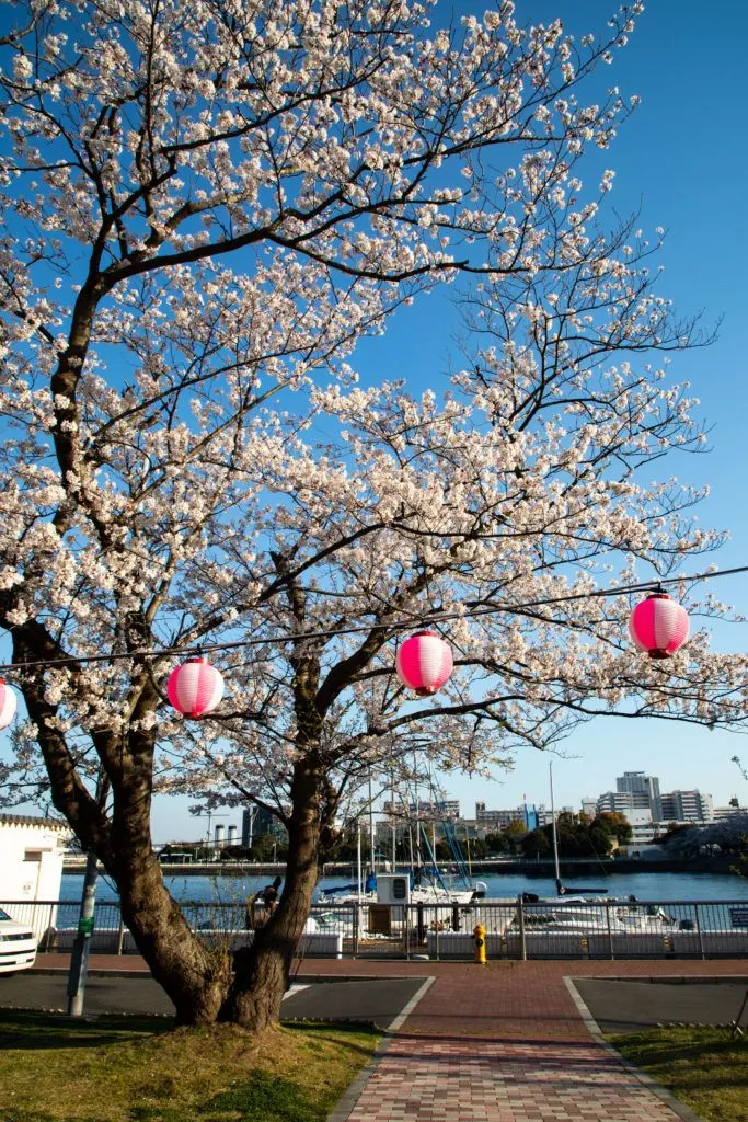 Hanami lanterns adorn an old tree by the small port in Yokosuka, where early April is the best time to view cherry blossoms there.