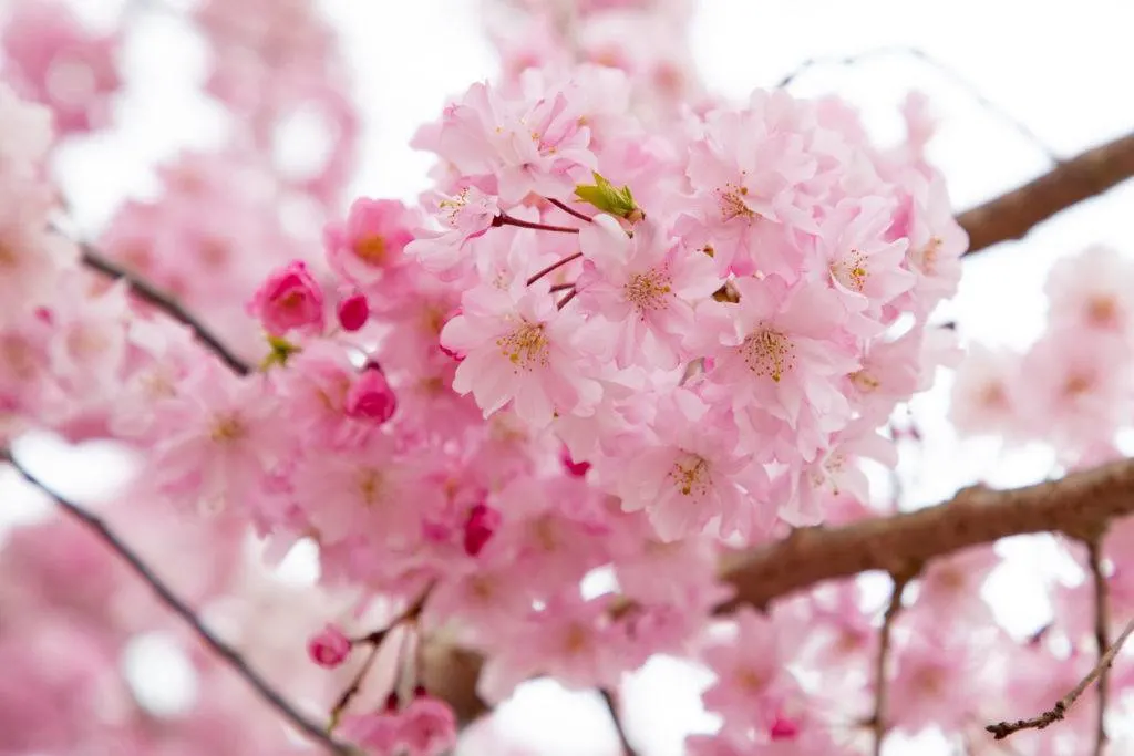Freshly bloomed Japanese cherry blossoms.