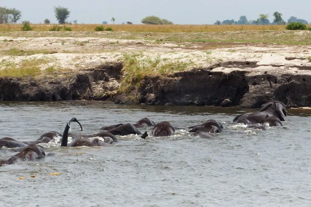 Elephants Swimming across the Chobe River, Botswana.