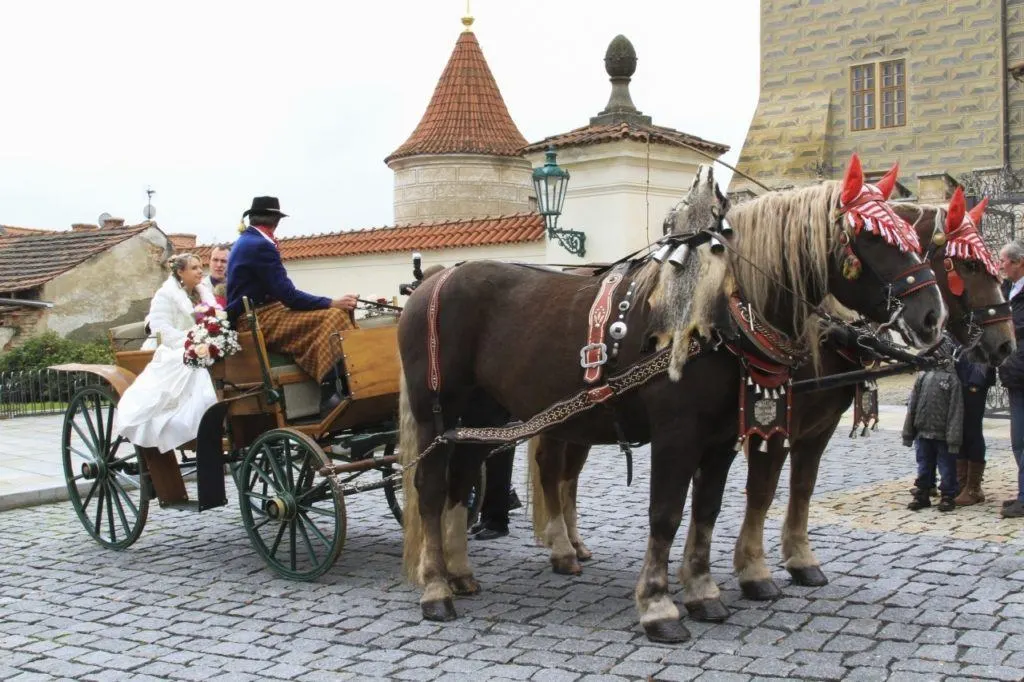 A wedding party in a horse-drawn cart in the Czech Republic.