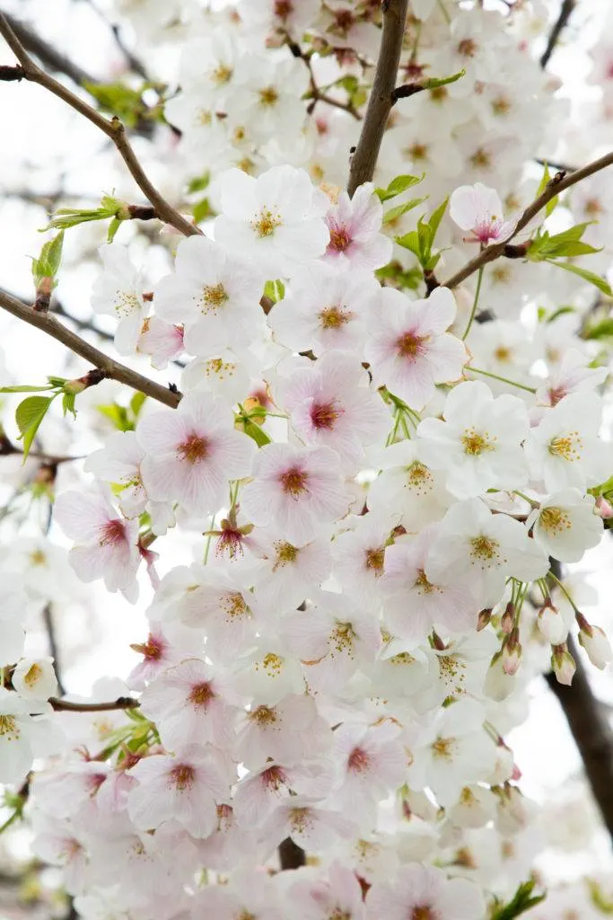 Somei-yoshino cherry blossoms can be found in all cherry blossom festivals throughout Japan.