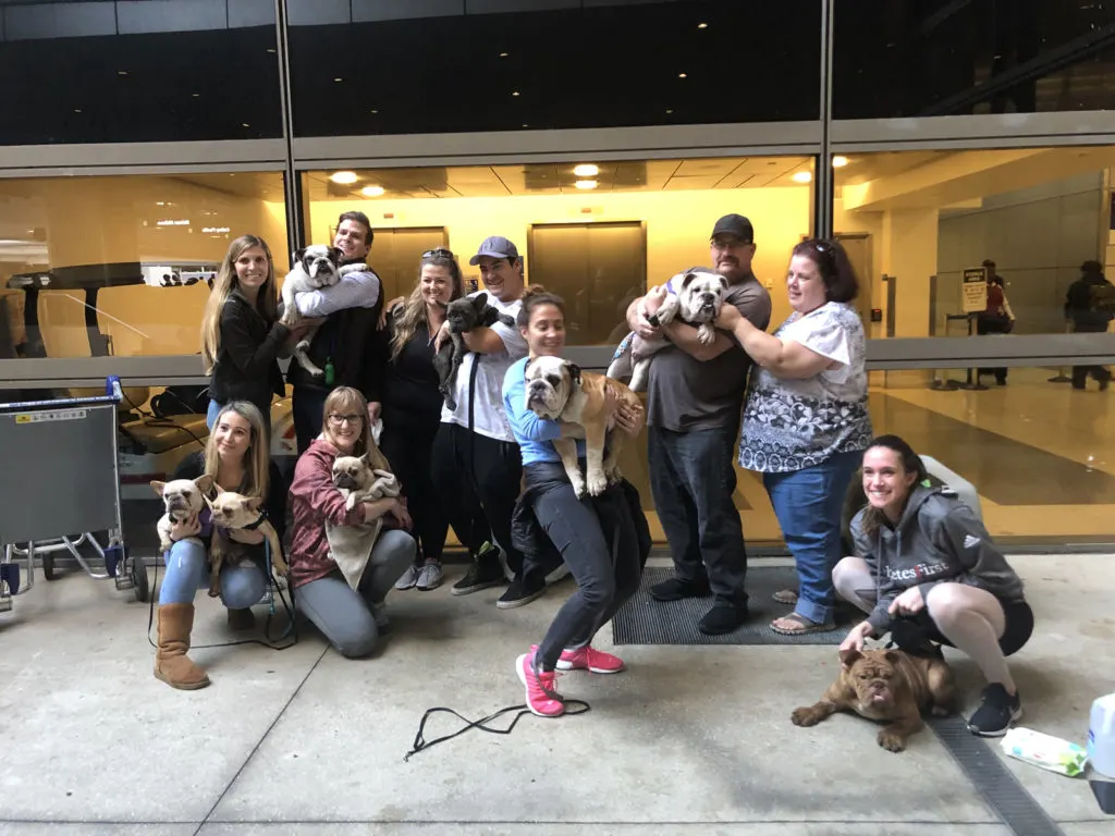 Dogs rescued in China with their foster owners.