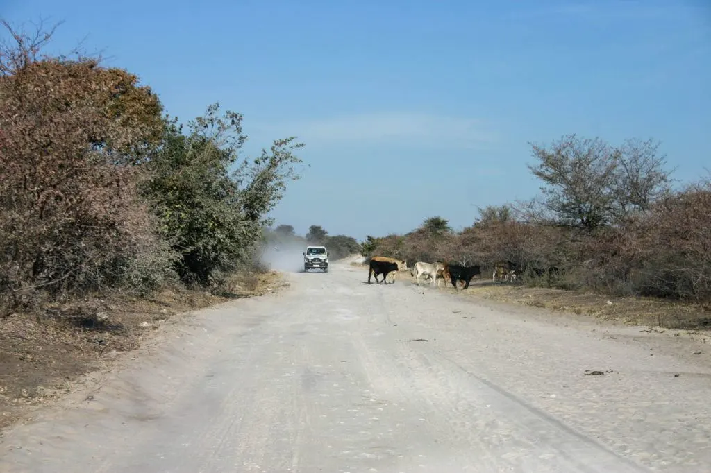 Watching and waiting while cows cross in front of us on a Botswana self-drive tour.