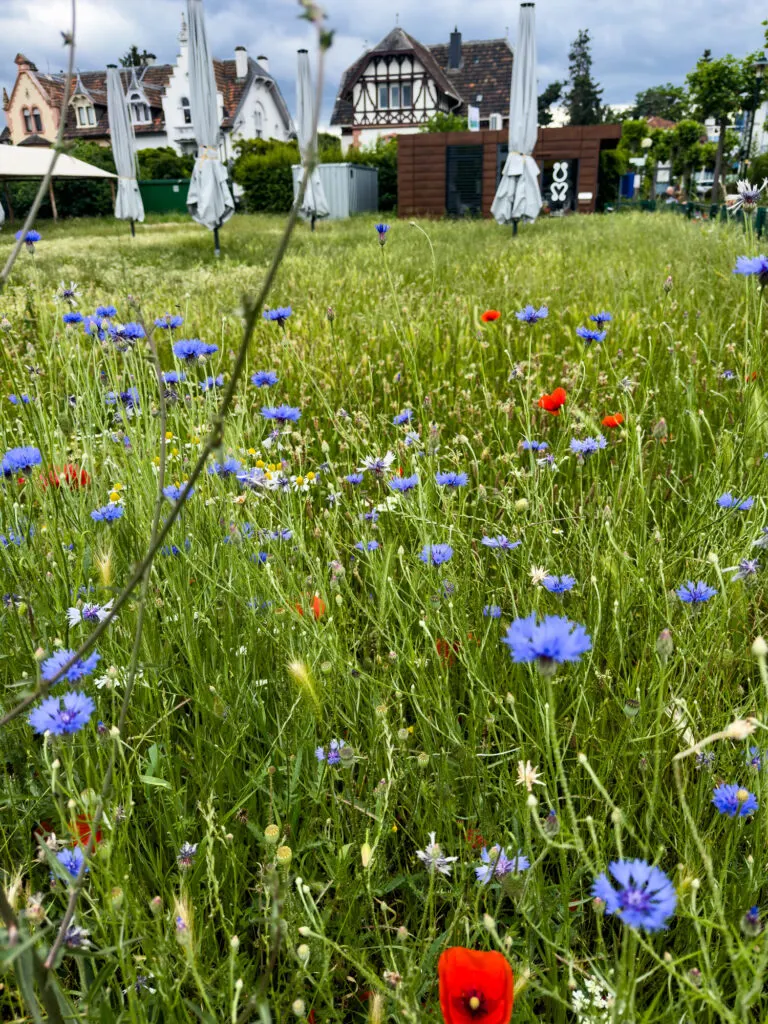 Wildflowers in front of the Bad Dürkheim Tourist office.