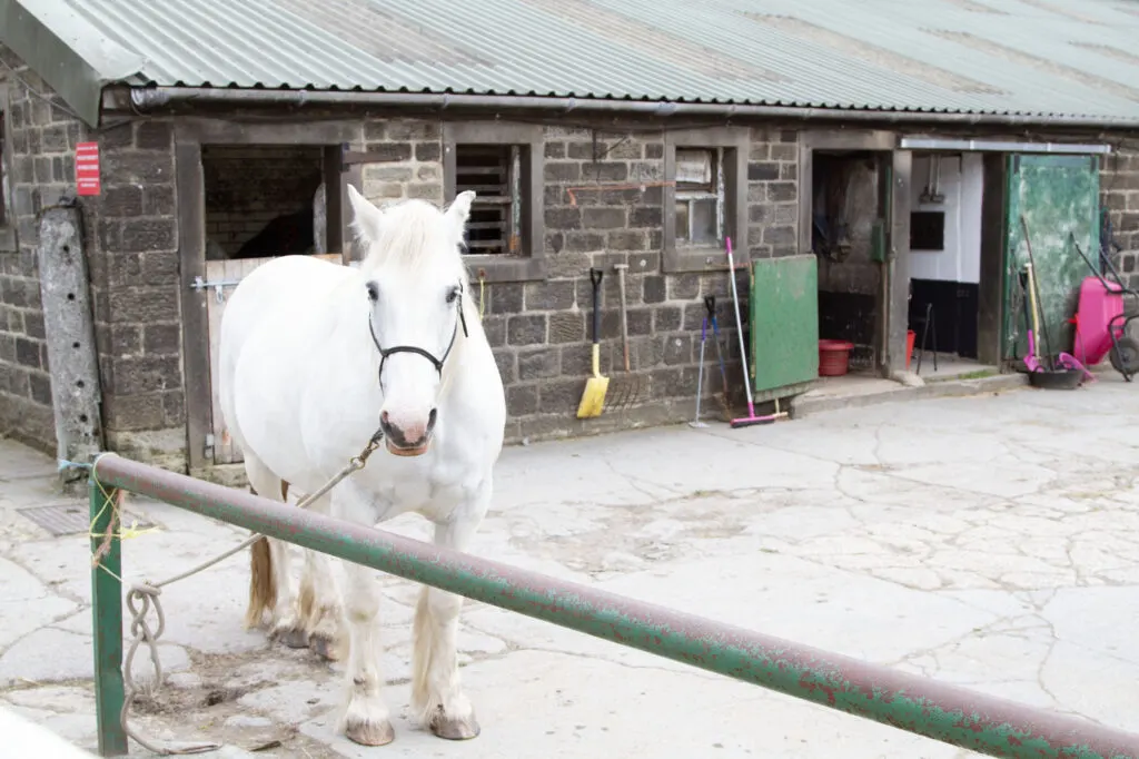 Horse from our farmstay in England.