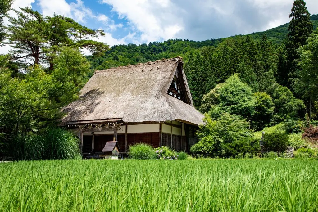Summer in Shirakawa-go is green which highlights the tan thatch on the world heritage roofs.