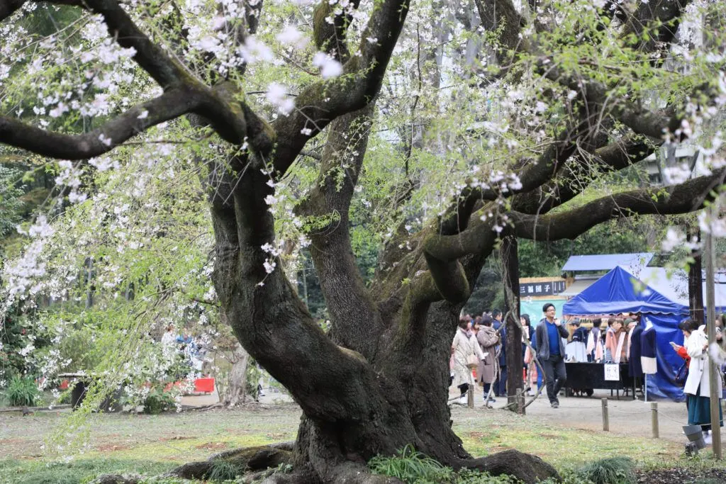 A revered and famous cherry tree in Tokyo with the souvenir booths set up behind it during their Japanese cherry blossom festival.