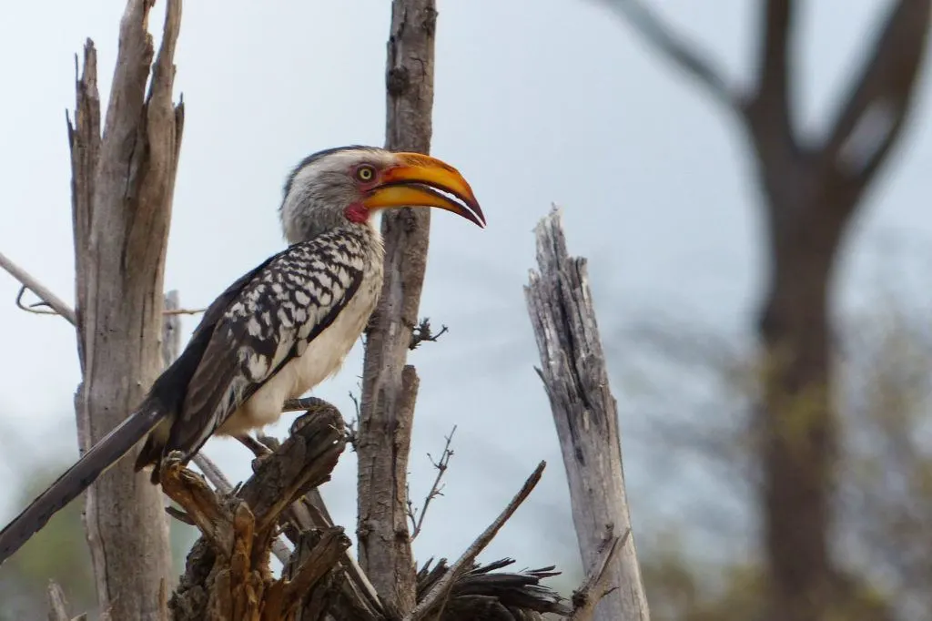 A striking Yellow Hornbill in Hwange National Park in Zimbabwe.