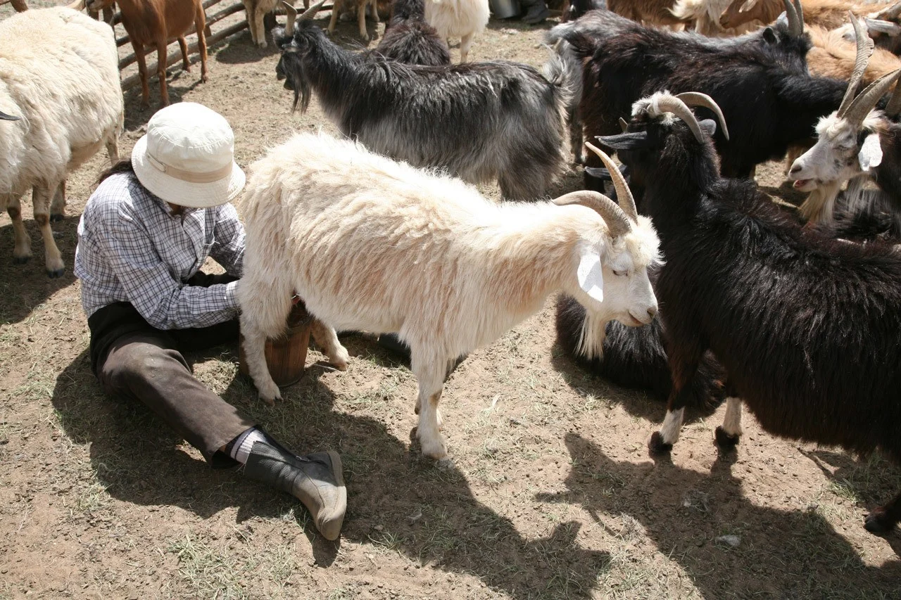 Out on the steppes, this young woman was milking sheep.