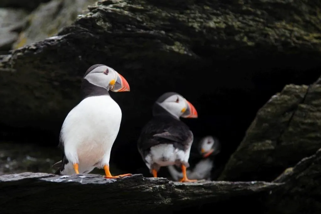 Incredible closeups of puffins are possible on Skellig Michael.