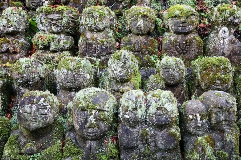 Many moss-covered rakan.