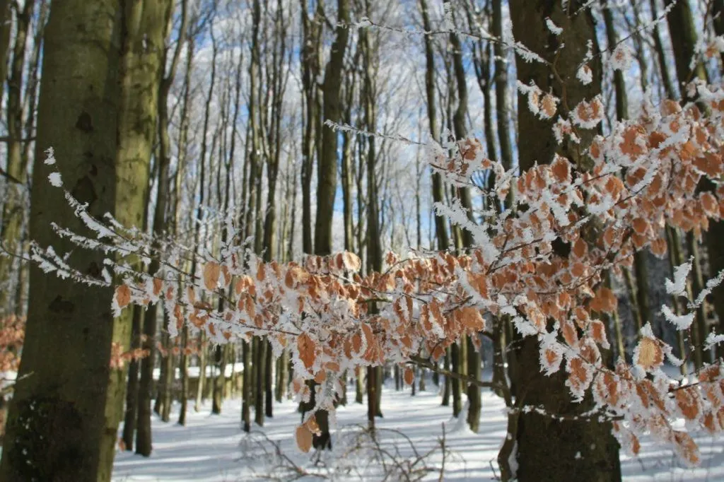 Germany during winter has Snow and ice cling to brown leaves.