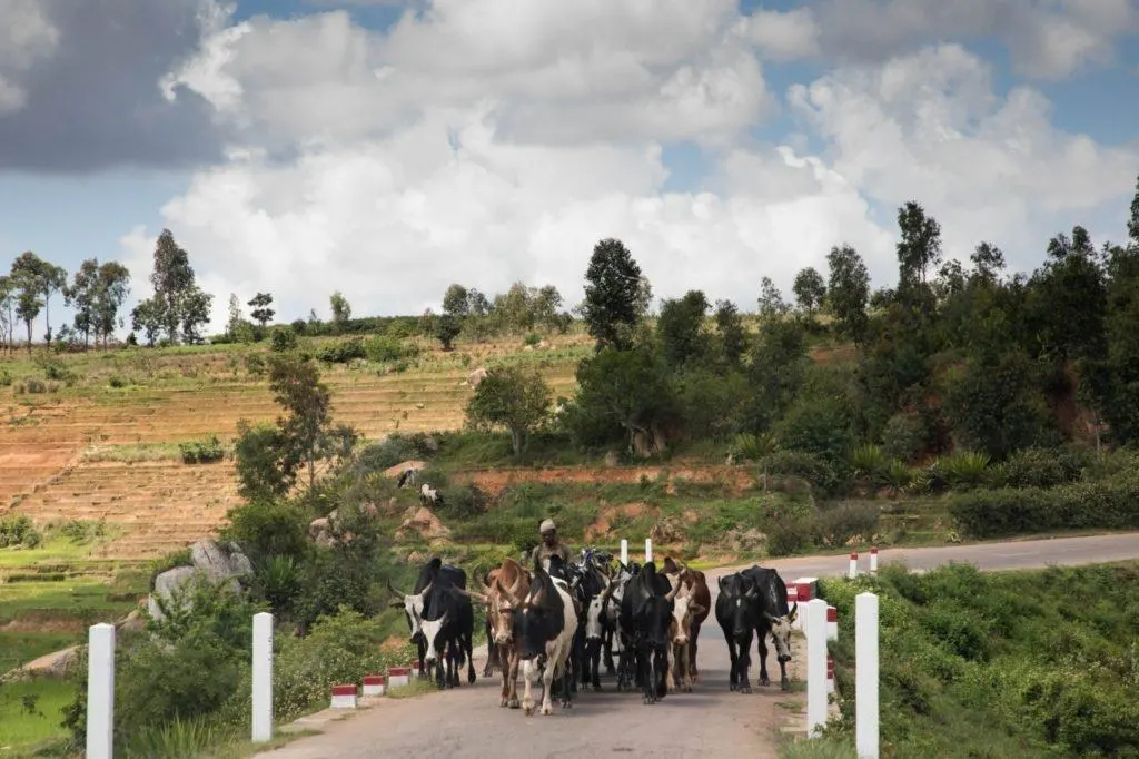 Madagascar zebu in the road.