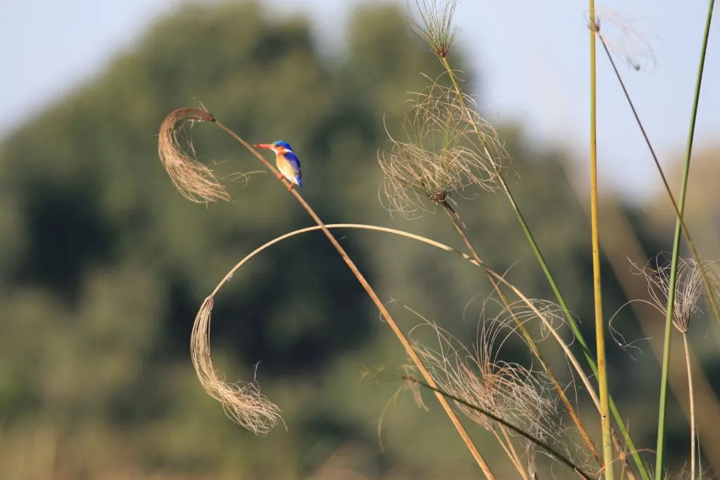 A Malachite kingfisher sits on a papyrus reed in the Okavango Delta, a great location for birdwatching.